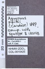 Etikette zu Agrypnus pipitzi (NHMW-ZOO-COL-0010425)